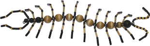 Beaded Centipede