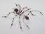 Beaded Ant #203