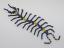 Beaded Centipede #100