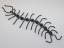 Beaded Centipede #200