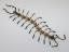 Beaded Centipede #201