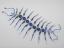 Beaded Centipede #203