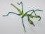 Beaded Mantis #200
