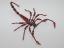 Beaded Scorpion #202